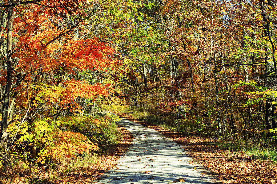 Indiana Back Road in Watercolor Photograph by Lorna Rose Marie Mills DBA  Lorna Rogers Photography