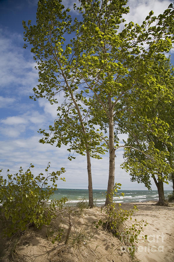 Indiana Dunes Photograph by Jim West