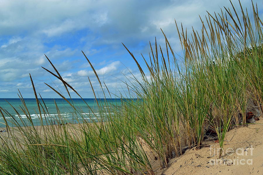 Indiana Dunes National Lakeshore Photograph - Indiana Dunes Sea Oats by Amy Lucid