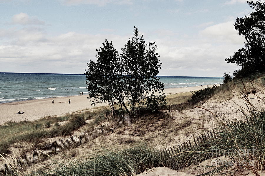 Indiana Dunes National Lakeshore Photograph - Indiana Dunes Two Trees by Amy Lucid