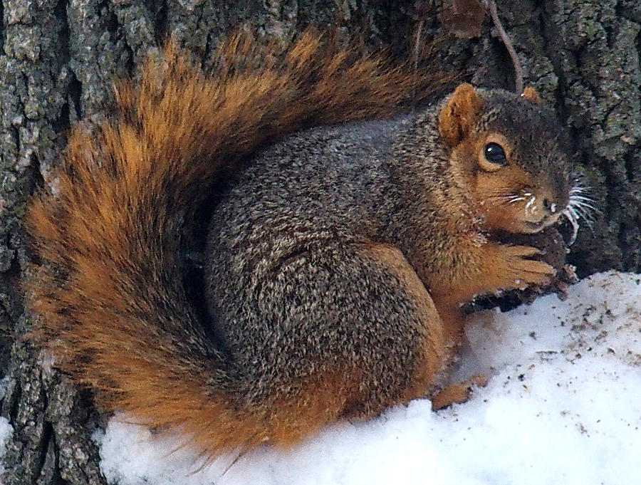 Indiana Squirrel in Winter with Nut Photograph by Steve Archbold