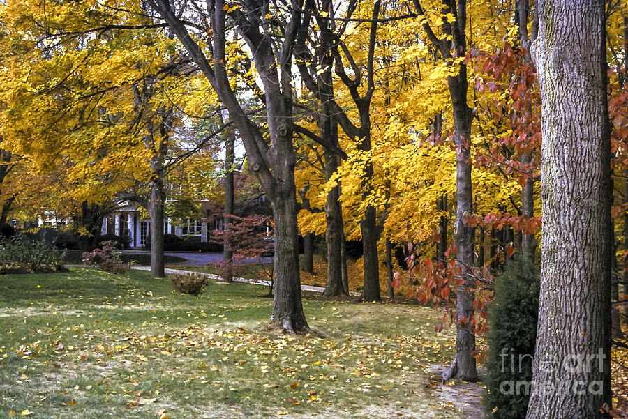 Indiana University Fall Color Photograph by Bob Phillips