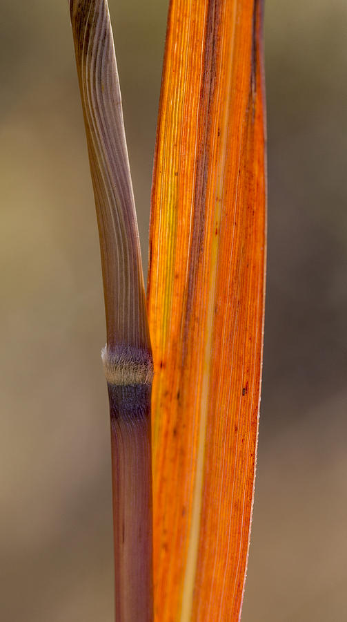 Indiangrass Backlit Photograph by Steven Schwartzman