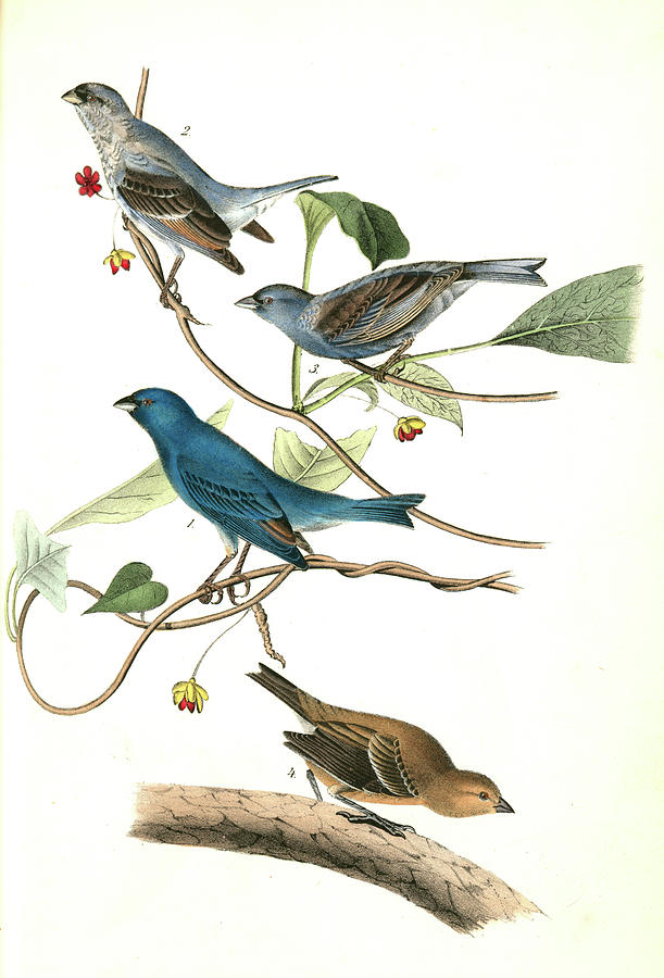 Indigo Bunting. 1.2. 3. Males In Different States Of Plumage Drawing by ...