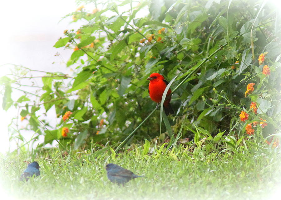 Indigo Bunting and Scarlet Tanager 2 Photograph by Travis Truelove - Pixels