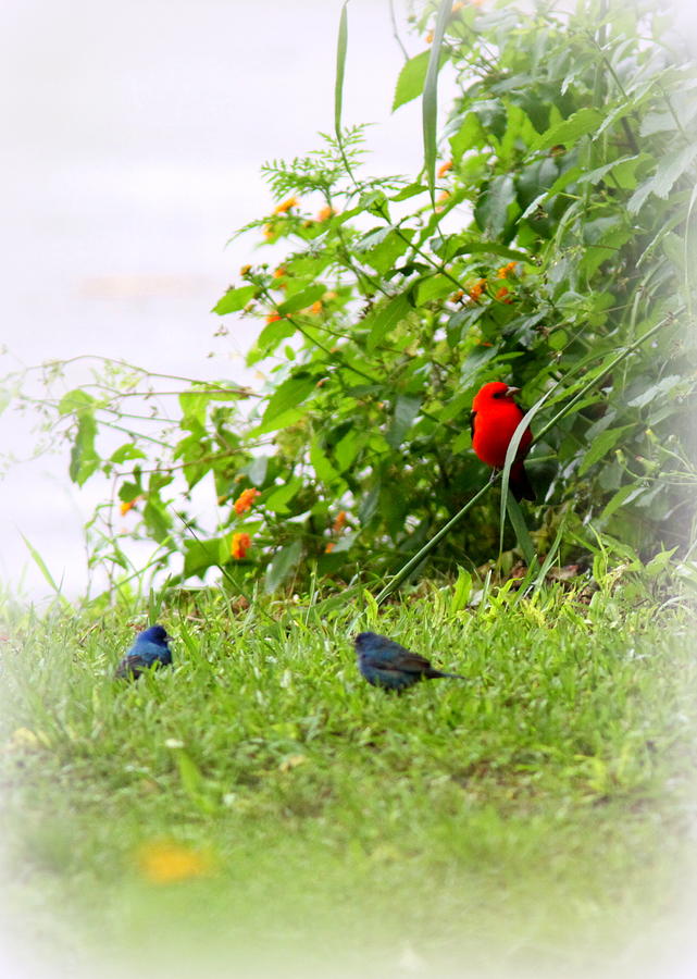 Indigo Bunting and Scarlet Tanager Photograph by Travis Truelove | Fine ...