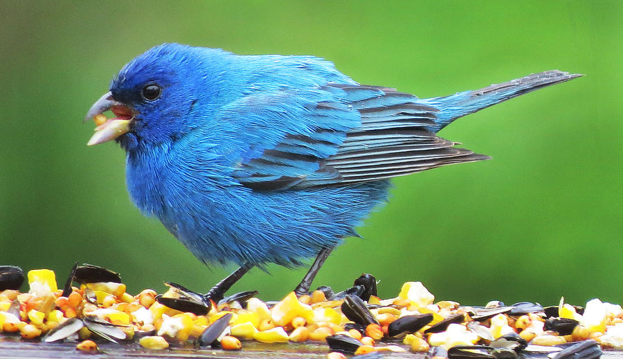 Indigo Bunting Photograph by Craig Bohnert