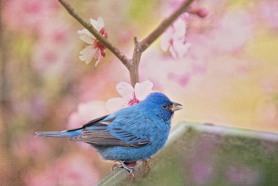 Bunting Photograph - Indigo Bunting in Spring by Bonnie Barry