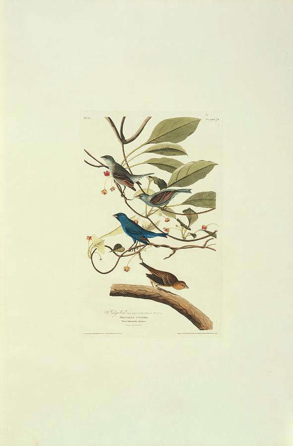 John James Audubon Photograph - Indigo Bunting by Natural History Museum, London/science Photo Library