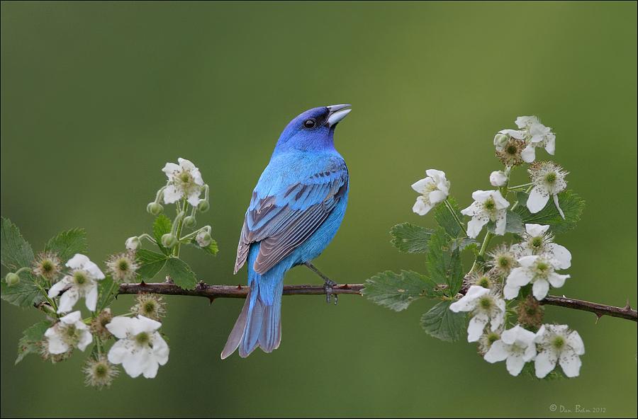 Indigo Bunting on Berry Blossoms Photograph by Daniel Behm