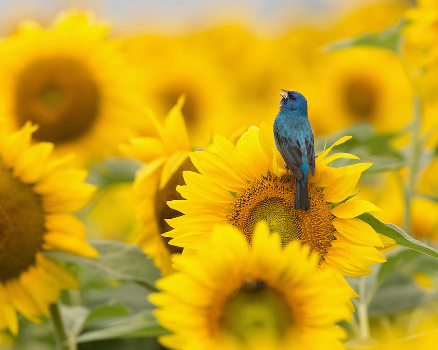 Bunting Photograph - Indigo Bunting on Sunflower by Jack Nevitt