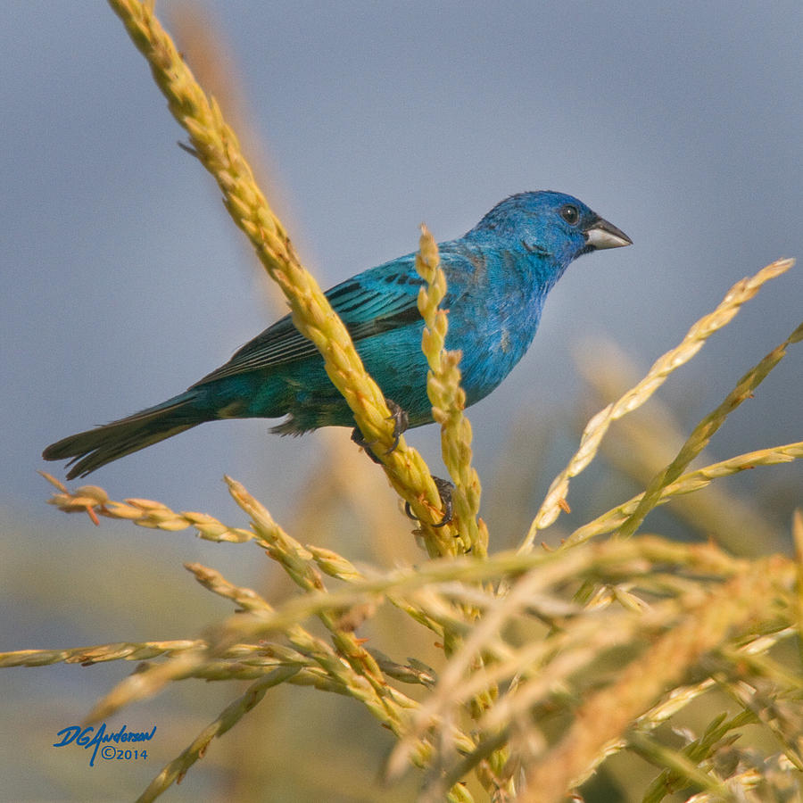 Indigo bunting on sweet corn Photograph by Don Anderson