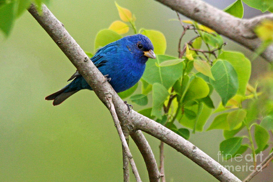 Blue Indigo Bunting Bird  Photograph by Luana K Perez