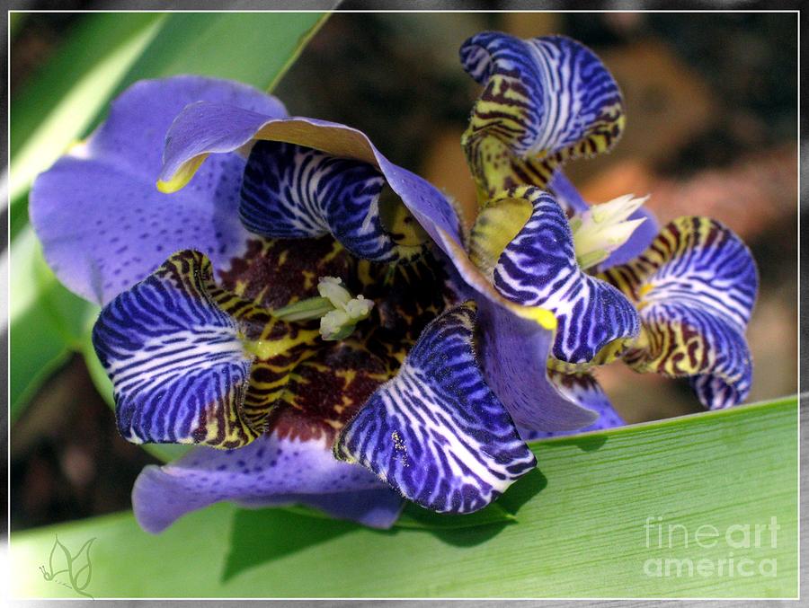 Iris Photograph - Indigo Iris by Angela Murray
