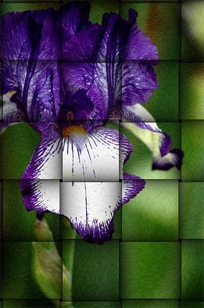 Flower Photograph - Indigo Iris Bloom by Scott Ware