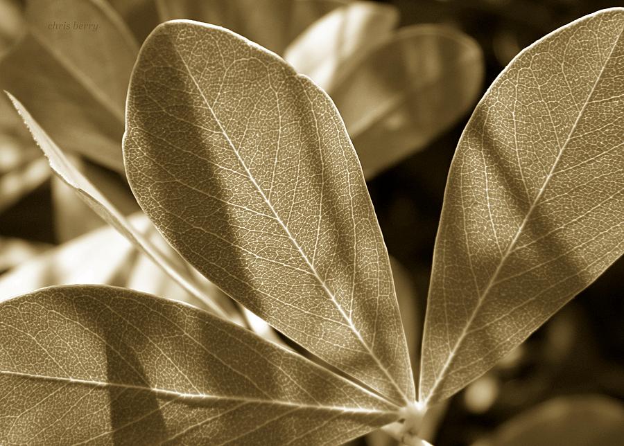 Indigo Leaves  Photograph by Chris Berry