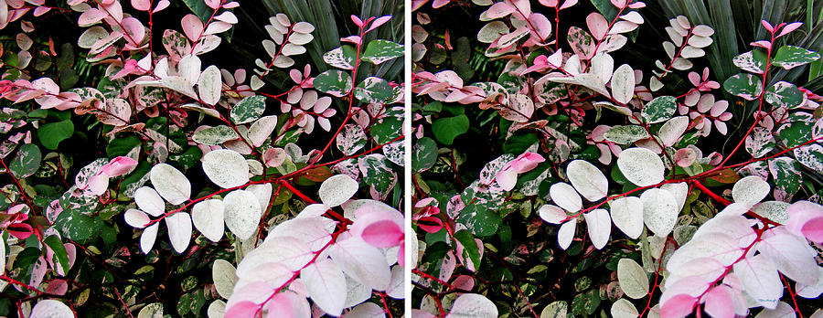 Indigo Plant in Stereo Photograph by Duane McCullough