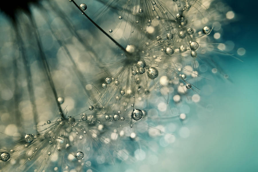 Abstract Photograph - Indigo Sparkles by Sharon Johnstone