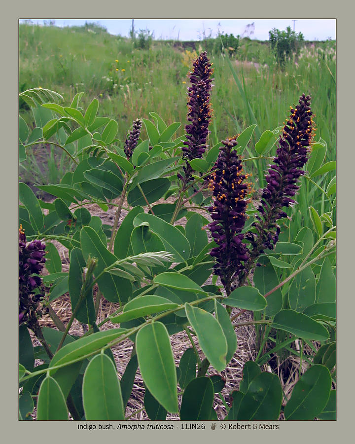 Flowers Still Life Photograph - indigobush - Amorpha fruticosa - 11JN26 by Robert G Mears