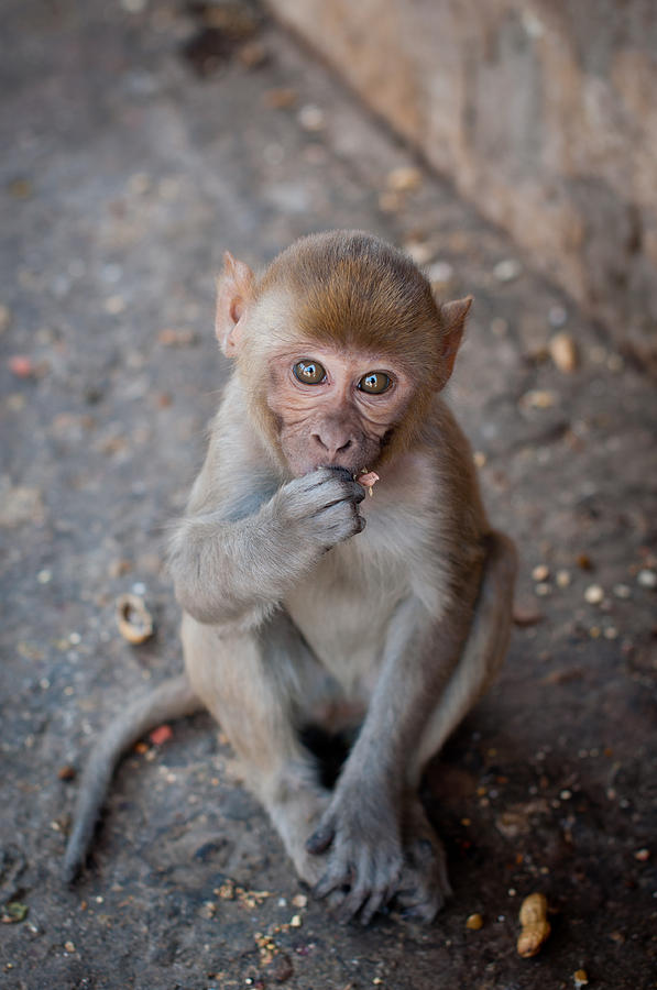 India Monkey In The Temple Photograph by Marcin Gabruk - Fine Art America