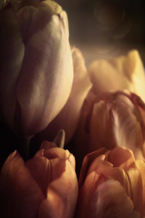 Tulip Photograph - Individualism by Darlene Kwiatkowski