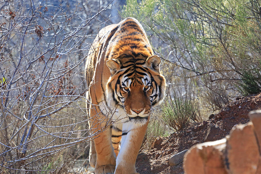 Indochinese Tiger- Eziekel Photograph by Donna Kennedy