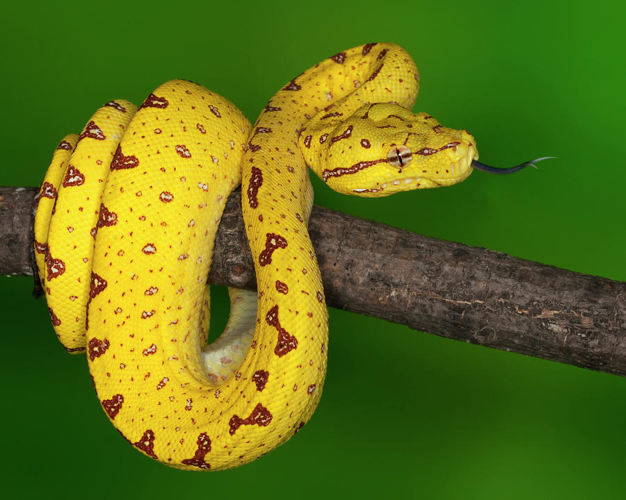 Indonesia Close-up Of Juvenile Green Photograph by Jaynes Gallery ...