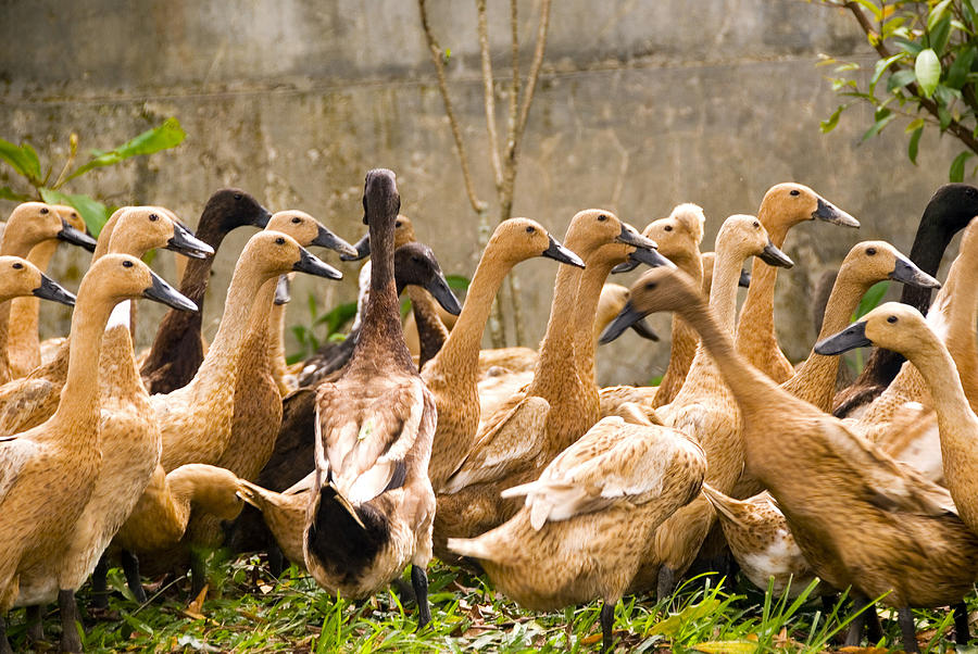 Geese Photograph - Indonesia Geese by Robert Van Es