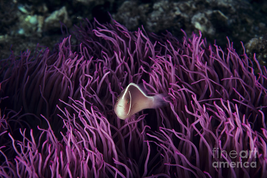 Fish Photograph - Indonesia, Pink Anenome fish in sea Anenome _Amphiprion perideraion_. by Ed Robinson
