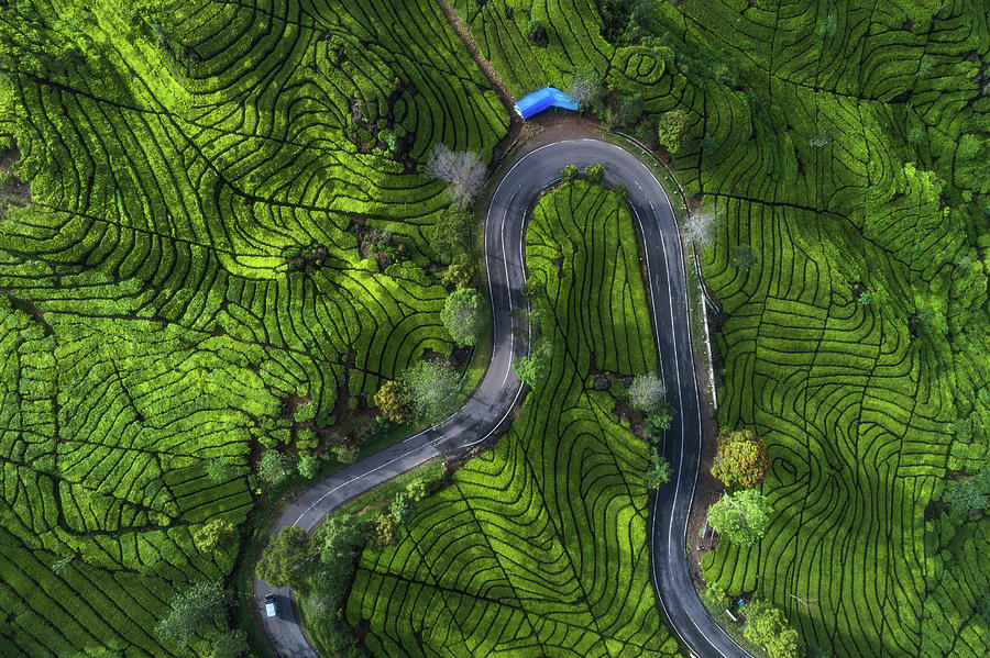 Tea Photograph - Indonesia - Rancabali Tea Aerial by Jean Claude Castor