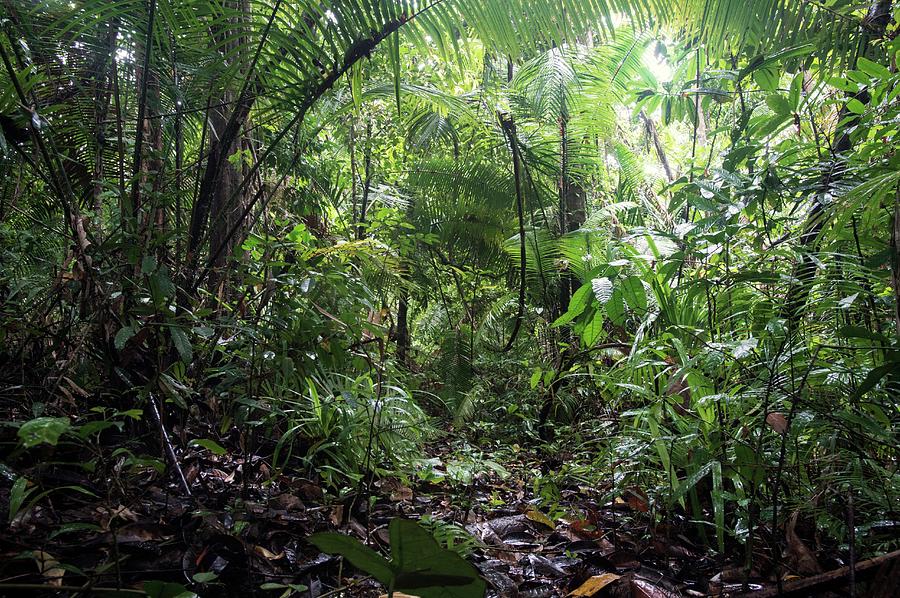 Indonesian Rainforest Photograph by Louise Murray/science Photo Library ...