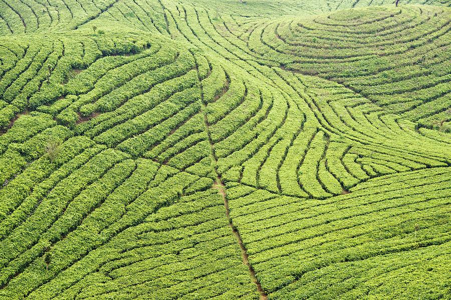 Indonesian Tea Fields Photograph by Paul Biris