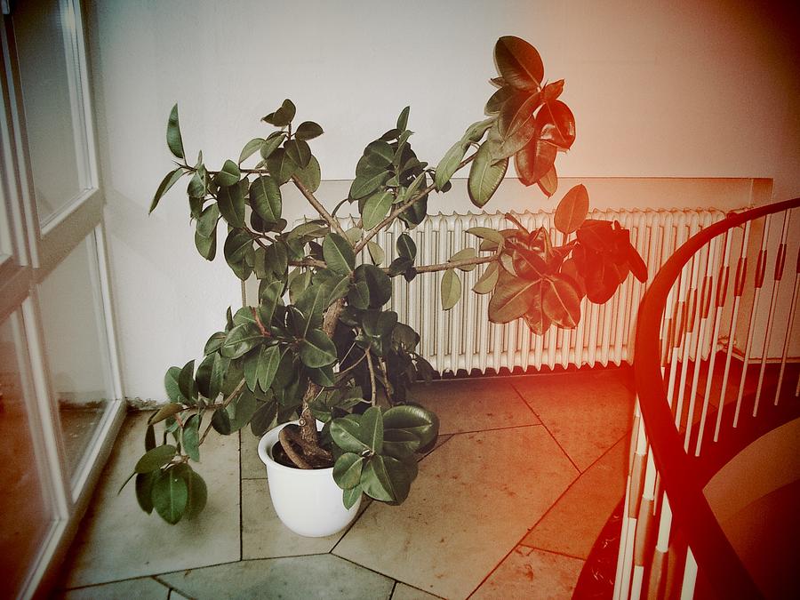 Plant Photograph - Indoor plant standing in the hallway by Matthias Hauser
