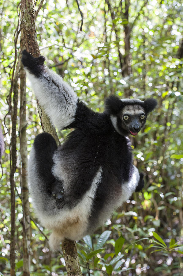 Indri And Infant Madagascar Photograph by Suzi Eszterhas