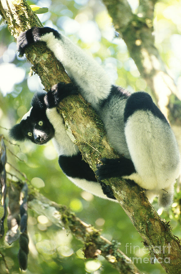 Indri Photograph by Art Wolfe