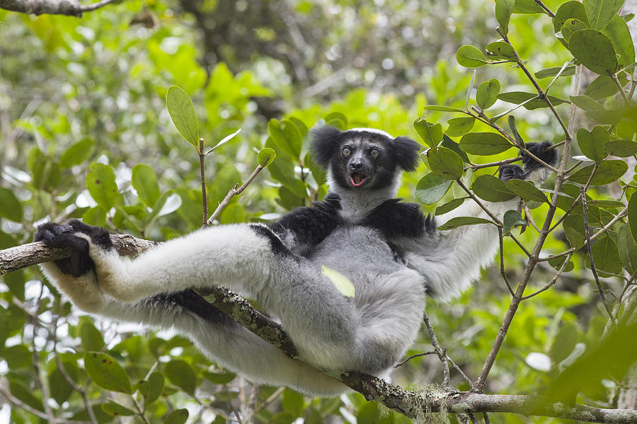 Indri Calling Madagascar Photograph by Suzi Eszterhas