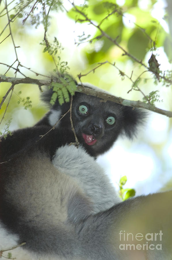 Indri Photograph by Gregory G. Dimijian