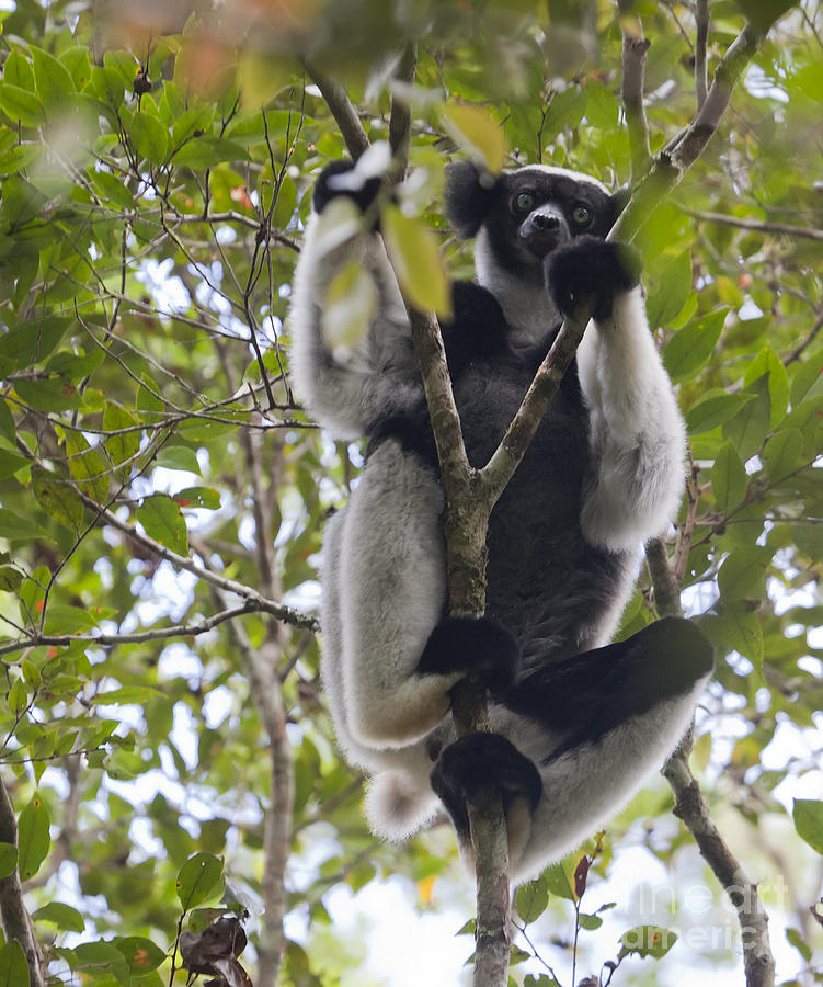 Indri Indri Andasibe Mantadia National Park Madagascar Photograph by Liz Leyden