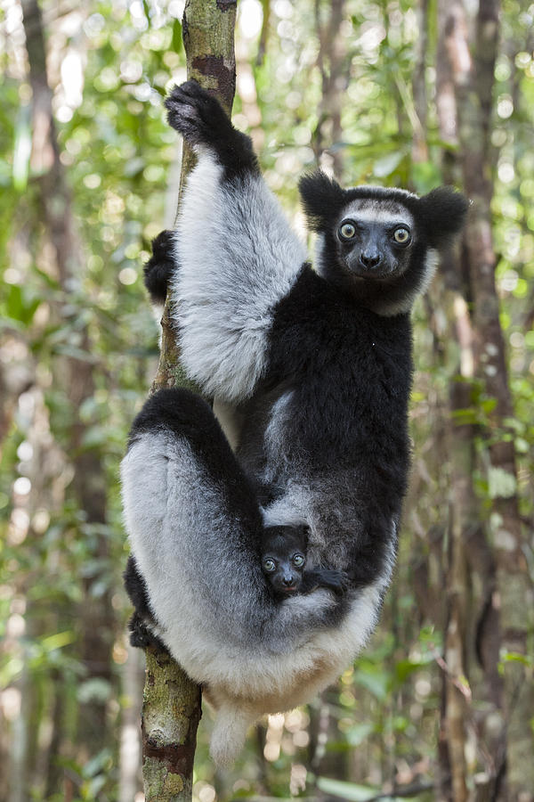 Indri Mother And Infant Madagascar Photograph by Suzi Eszterhas