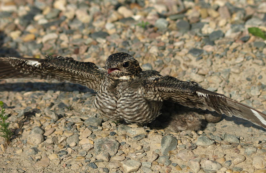 Industrial Nighthawk Photograph by James Peterson