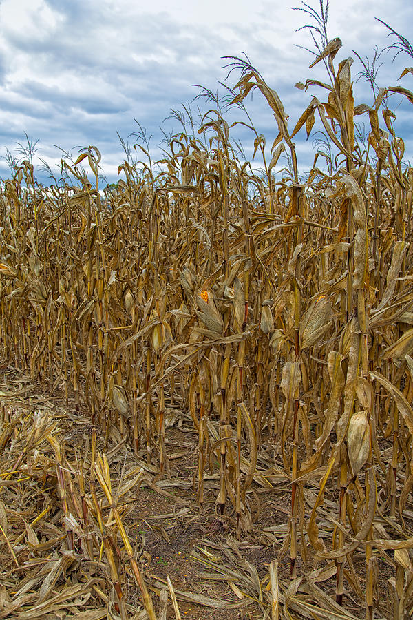 Infamous Cornfield Photograph By John M Bailey