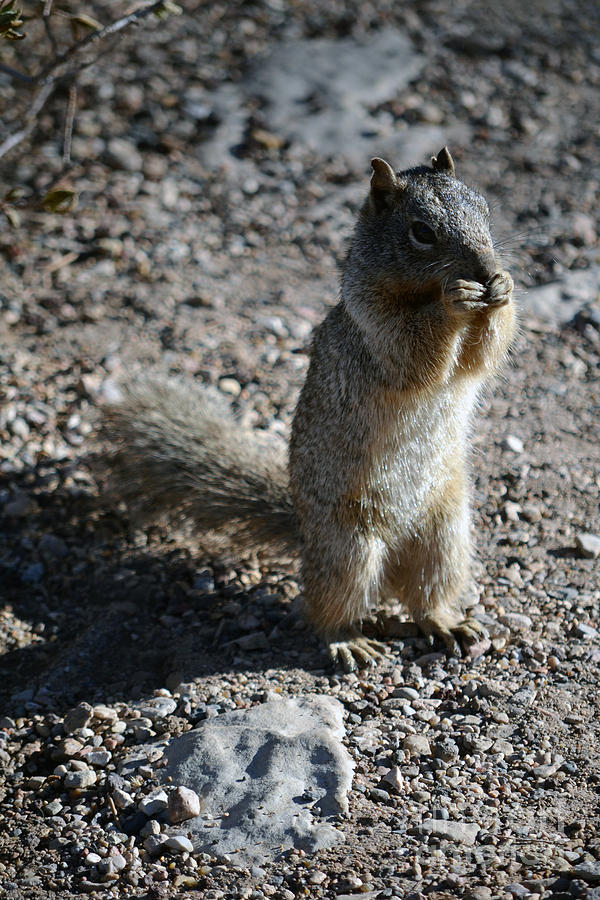 Infamous Grand Canyon National Park Squirrel Photograph by Shawn OBrien