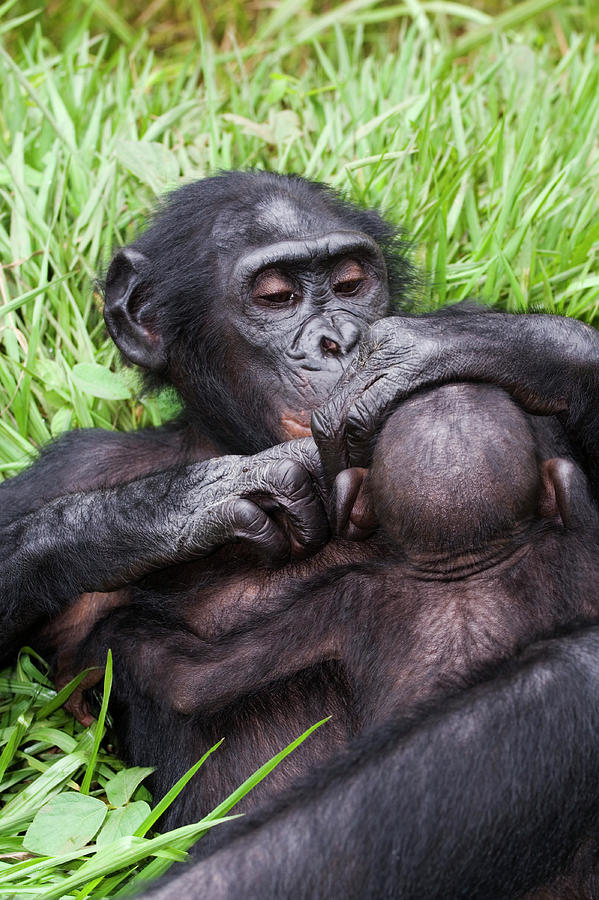 Infant Bonobo Ape And Mother Photograph by Tony Camacho/science Photo Library