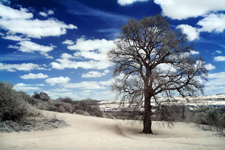 Infared oak tree Photograph by Innershadows Photography - Fine Art America