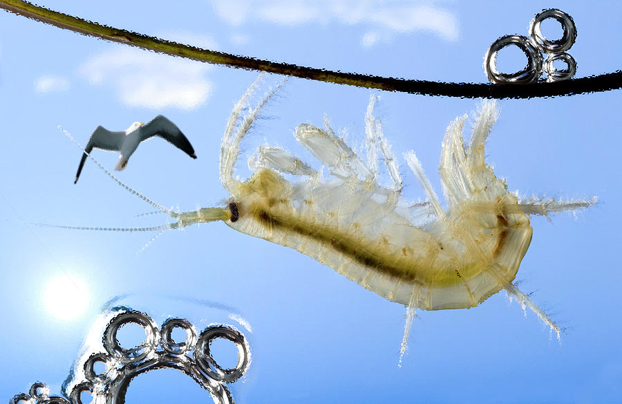 Seagull Photograph - Infected Shrimp And Seagull Predation by Pascal Goetgheluck/science Photo Library