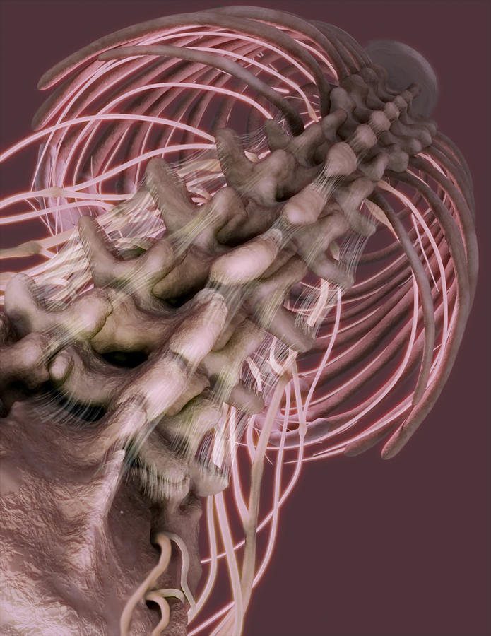 Inferior View Of Spine And Intercostal Photograph by Anatomical Travelogue