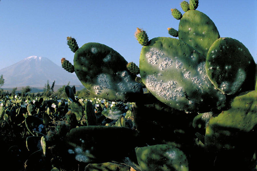Infested Cactus Photograph by David McLain - Fine Art America