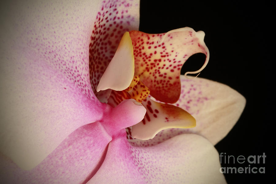 Orchid Photograph - Infinity Orchid by Inspired Nature Photography Fine Art Photography