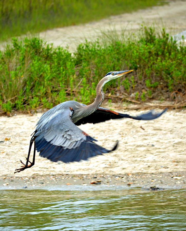 Inflight Great Blue Heron Photograph by Sandi OReilly