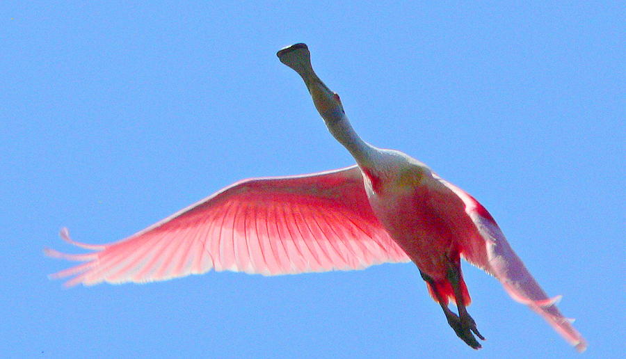 Inflight Roseate Spoonbill Photograph by Kimo Fernandez